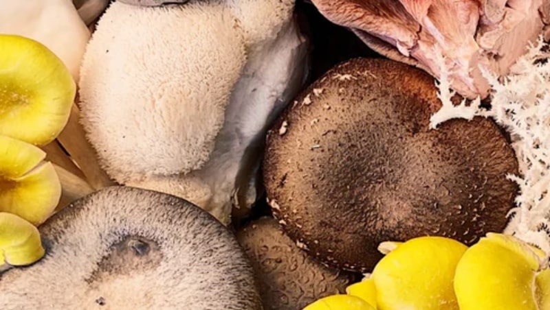 Superfood Mushroom